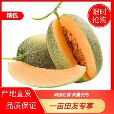 【推荐】哈密瓜山东省菏泽市单县李新庄镇哈密瓜