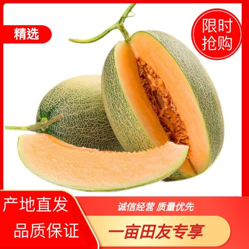 【推荐】哈密瓜山东省菏泽市单县李新庄镇哈密瓜