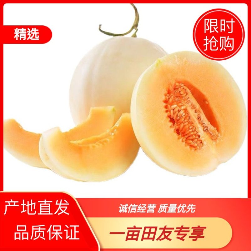 精品红玉甜瓜白甜瓜大量上市，产地直销，量大有优惠欢迎选购