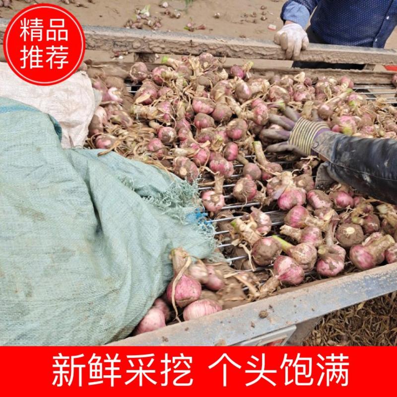 杞县大蒜基地直发精品新鲜早中晚熟蒜上市中欢迎采购