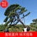 造型松，造型油松基地直供荣起苗，成活率高，量大更优