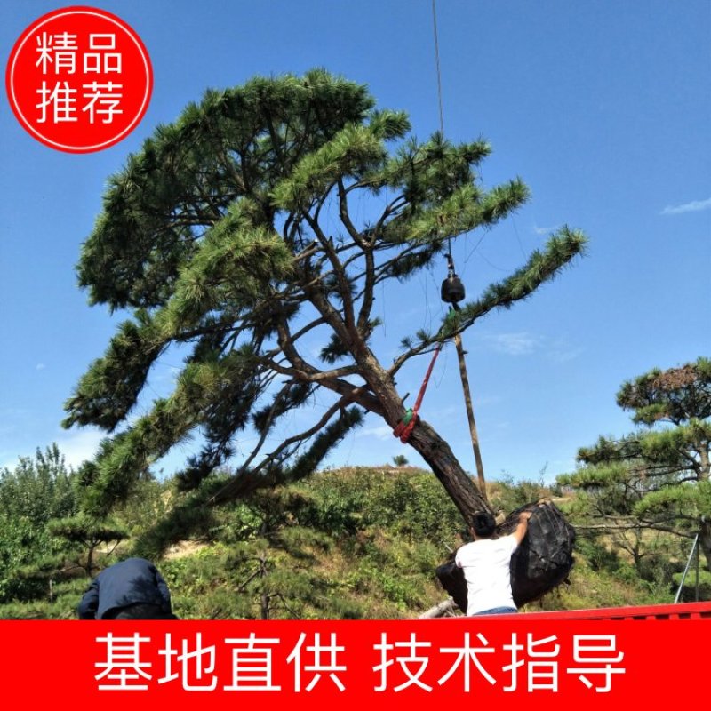 造型松，造型油松基地直供荣起苗，成活率高，量大更优