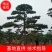 精品2-10米造型松正在热销中自然园林造型松基地