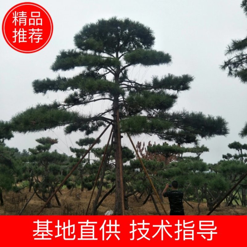 精品2-10米造型松正在热销中自然园林造型松基地