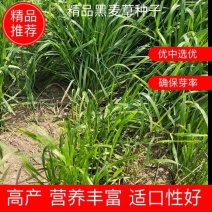 黑麦草多年生黑麦草黑麦草种子养羊黑麦草专用牧草