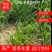 黑麦草多年生黑麦草黑麦草种子养羊黑麦草专用牧草
