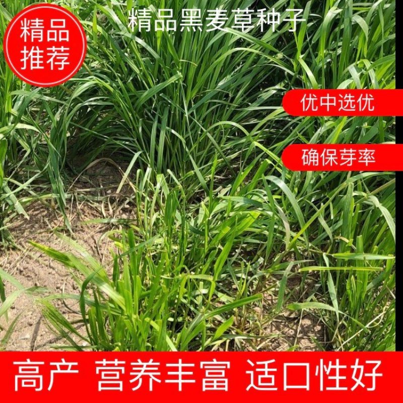 黑麦草多年生黑麦草黑麦草种子养羊黑麦草专用牧草