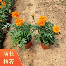 孔雀草基地直发孔雀草规格齐全大量供应