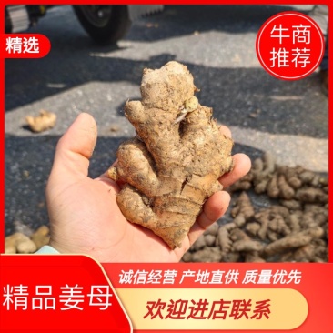 湖南优质姜母。块头大，产地直发，价格实惠，诚信经营