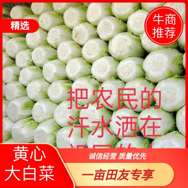 精品大白菜基地直供一手货源品质保证对接批发商！