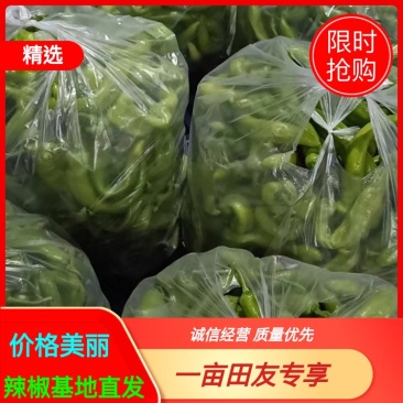 二级鲜辣椒，各类次椒，食堂饭堂专供，电商专供，辣椒切片