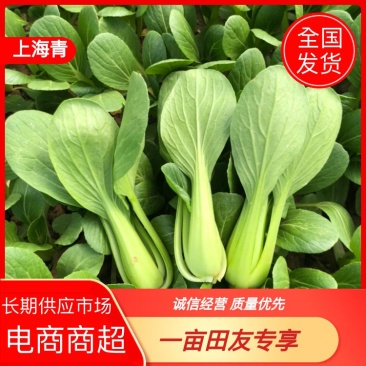 山东曹县精品上海青，大量现货，长期供应，新鲜采摘