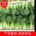 上海青油菜一手货源万亩基地直销欢迎您的光临