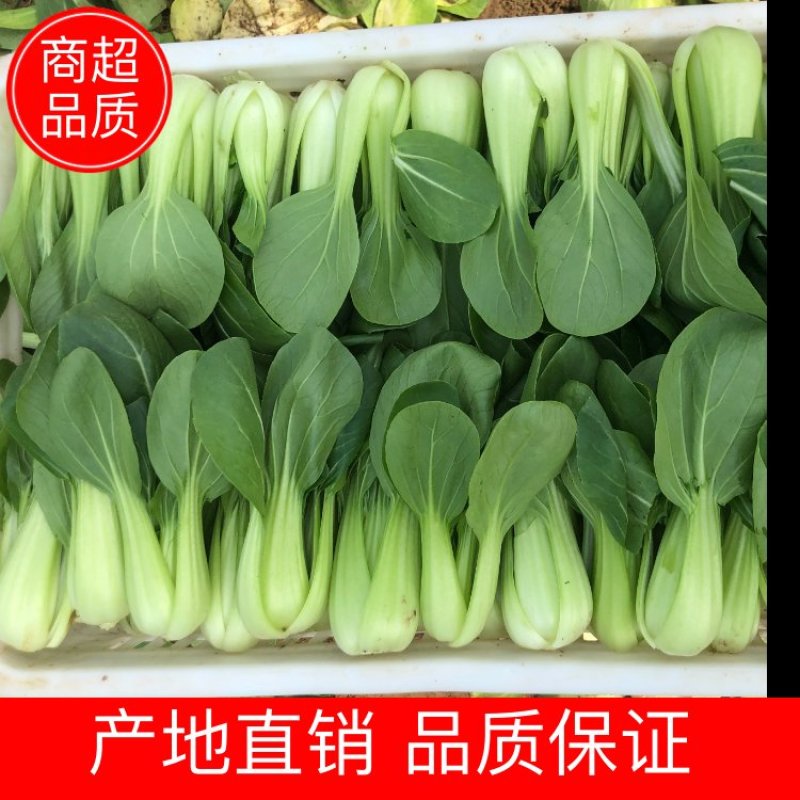 上海青油菜一手货源万亩基地直销欢迎您的光临