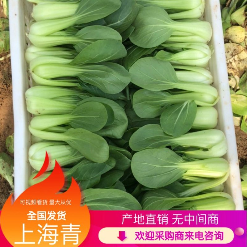 上海青小油菜产地直销新鲜采摘绿色蔬菜好吃看得见