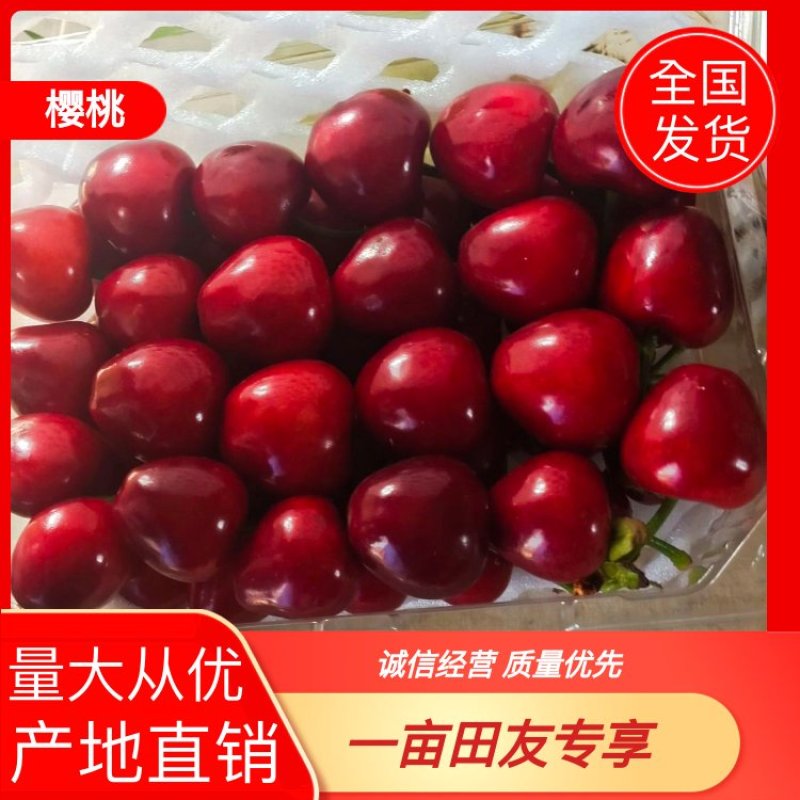 【樱桃】大荔大棚樱桃大量上市可视频看货品质保证