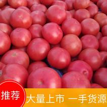 【好货】河北硬粉西红柿产地直供，质量好可发全国各大市场