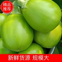 春季青茄上市！欢迎大家前来采购！诚信经营，非诚勿扰！