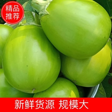 春季青茄上市！欢迎大家前来采购！诚信经营，非诚勿扰！