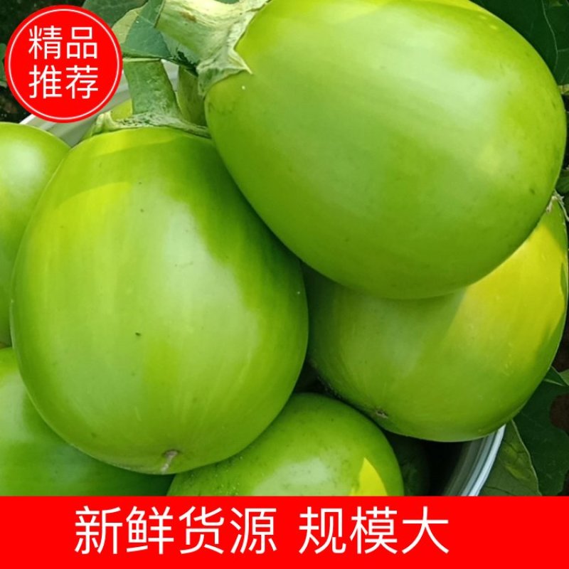 春季青茄上市！欢迎大家前来采购！诚信经营，非诚勿扰！