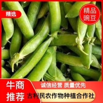 青豌豆精品货上市中，籽粒饱市场货，电商加工厂货大量供应