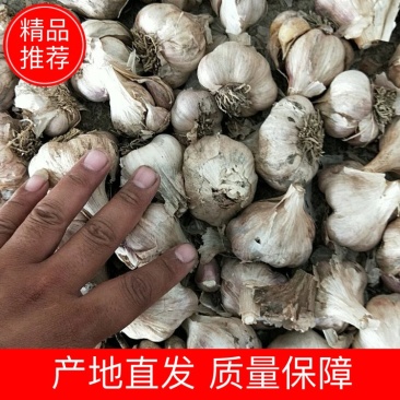 软叶蒜宝塔蒜寒蒜蒜苗蒜