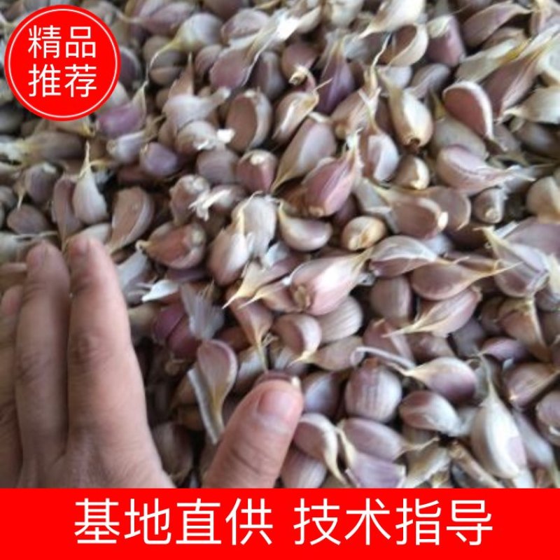 金堂早大蒜种子红蒜蒜苗蒜种