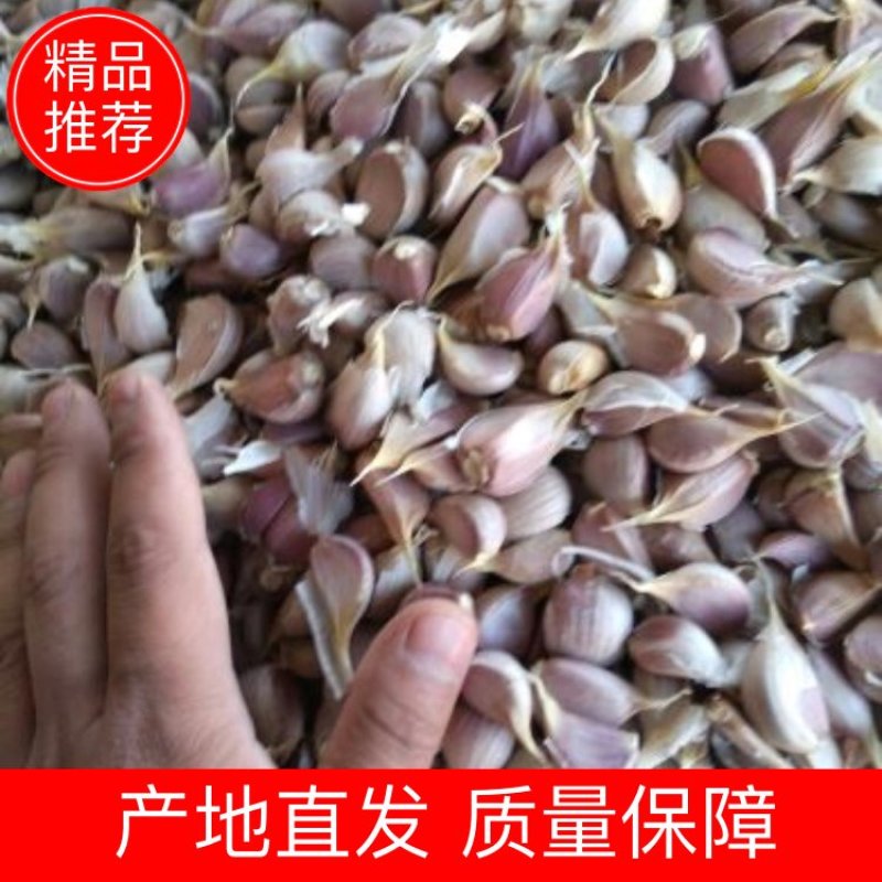 金堂早大蒜种子红蒜蒜苗蒜种
