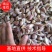 金堂早大蒜种子红蒜蒜苗蒜种