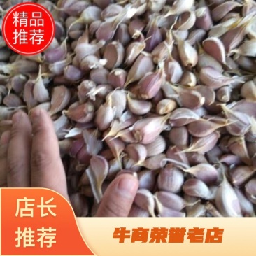 金堂早大蒜种子红蒜蒜苗蒜种
