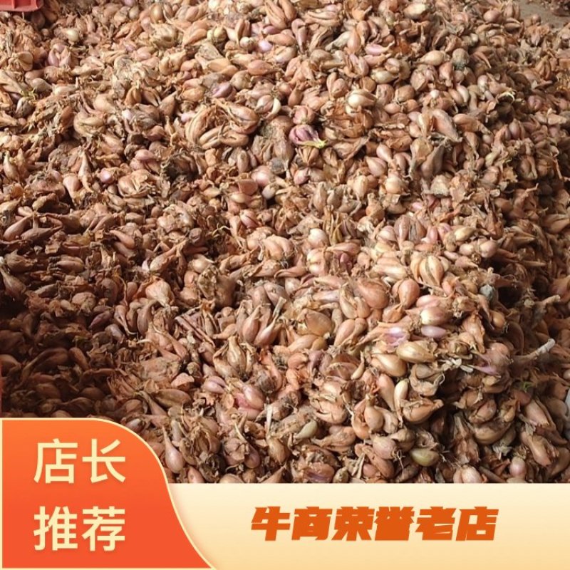 火葱黄葱小葱头铁杆葱四季葱