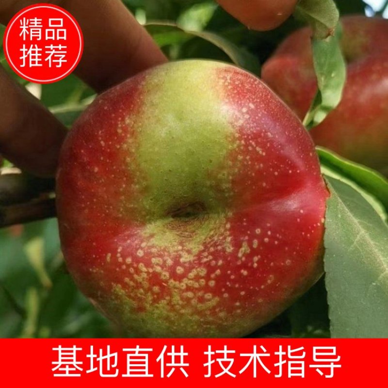 陕西大荔油蟠桃，量大从优，质量有保证，欢迎进店选购