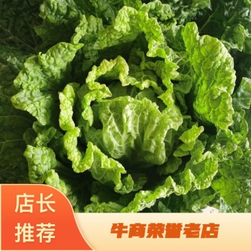 黄心大白菜，优质白菜，产地直发支持视频看货代发全国
