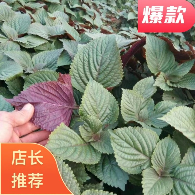 【产地直发】精品紫苏叶，红叶子底新鲜现割，泡沫箱打包！