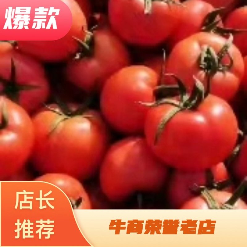 【硬粉西红柿】费县西红柿弧三以上大量上市