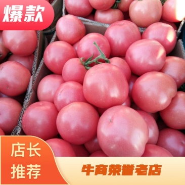 【硬粉西红柿】费县西红柿弧三以上大量上市