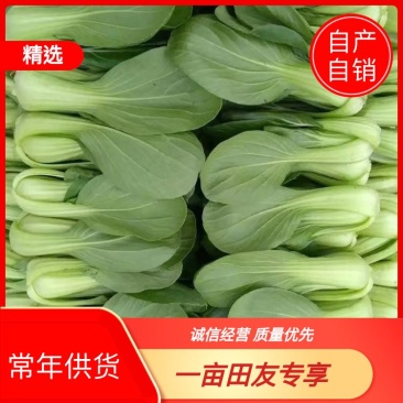 【精品】太和上海青，产地直发，一手货源，品质保证，欢迎采购