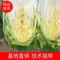 黄心白菜，货源充足，价格实惠，欢迎客商咨询