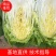 黄心白菜，货源充足，价格实惠，欢迎客商电话咨询