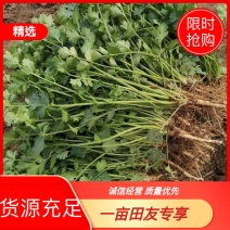 大叶香菜，一手货源，产地直供，欢迎客商进店选购