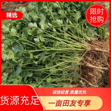大叶香菜,一手货源,产地直供,欢迎客商进店选购