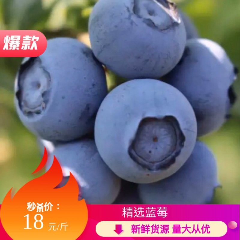 蓝莓杭州原生态露天蓝莓现摘现发密斯蒂