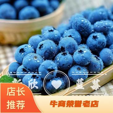 【精品蓝莓】蓝莓杭州优质蓝莓鲜果现摘现发代发全国