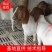 【山东】纯种波尔山羊，育苗羊苗大量销售，自由选购，自产自销