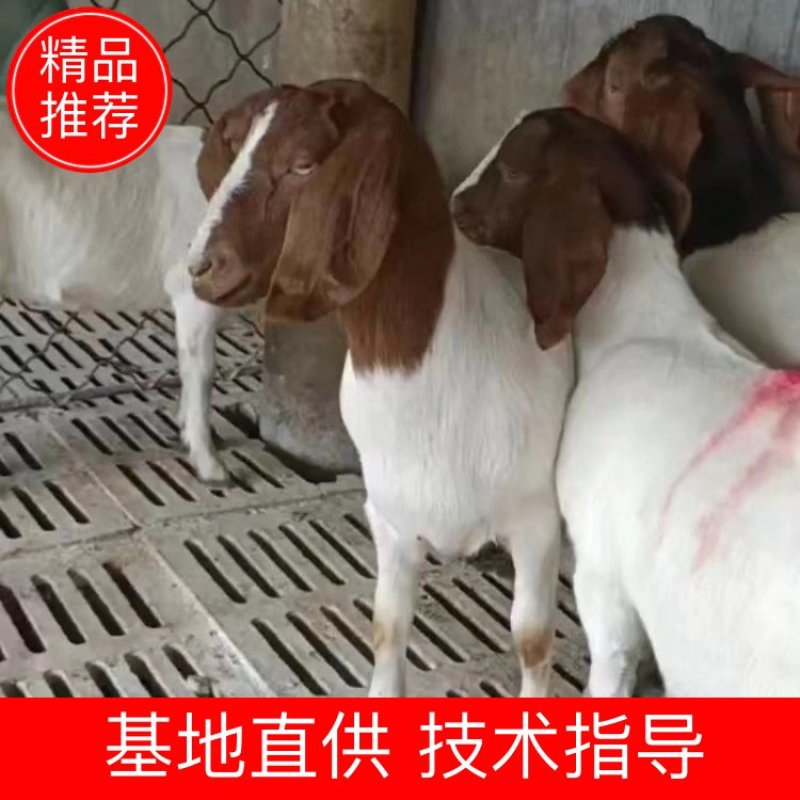 【山东】纯种波尔山羊，育苗羊苗大量销售，自由选购，自产自销