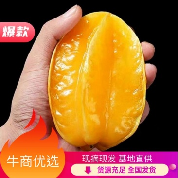 福建漳州杨桃现摘现发，货源充足，淮玉果香基地直供