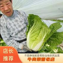 江苏东台优质夏阳白菜大量供应江苏白菜大白菜