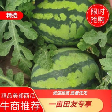 【精品】河南夏邑美都西瓜6斤打底8成熟头茬瓜