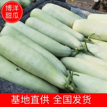 【甜瓜】精品博洋661香甜酥脆产地直销坏单包赔全国发货