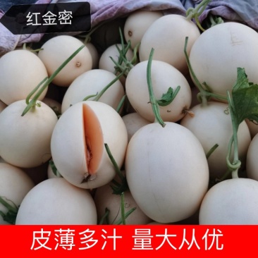 【甜瓜】红金蜜甜瓜,果面光滑细腻产地现摘现发可视频看货